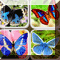 MT Butterfly Episode 1